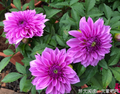 2019丛非种国的名句
