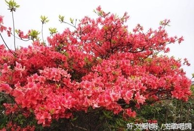 三色堇读后感100字