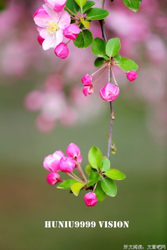 描写花落花开的语句摘抄