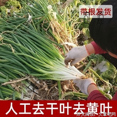 青葱我十地对句子大全