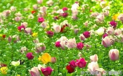云中歌的优美句子