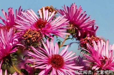 情绪的优美句子