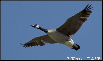 “娶个0彩礼的姑娘，我后悔了”