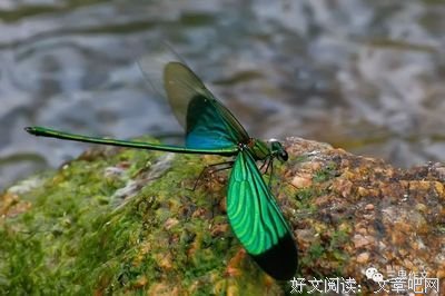 《三思樓》读后感摘抄