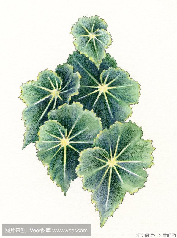 《秋海棠》读后感精选