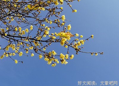 傲寒句子