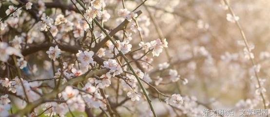 有关尼采，叔本华的句子