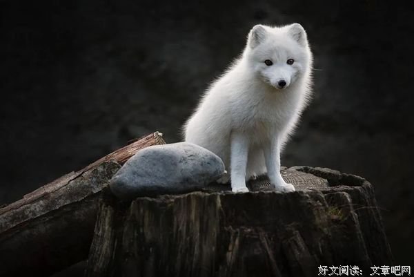 放生之人，大难临头，天救你！（十则案例）