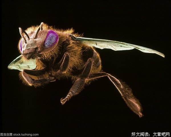 《蜜蜂的神奇世界》读后感锦集