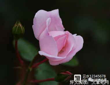 关于无忧无虑的名言