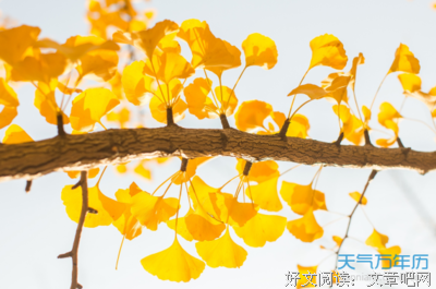 唯美的诗，句，词，文