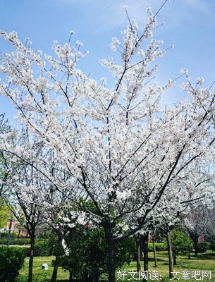 《一树花开》的句子