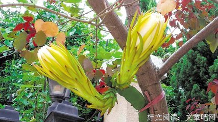 《猛鬼霸王花》观后感精选