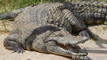 《杀人鳄鱼潭》的观后感大全