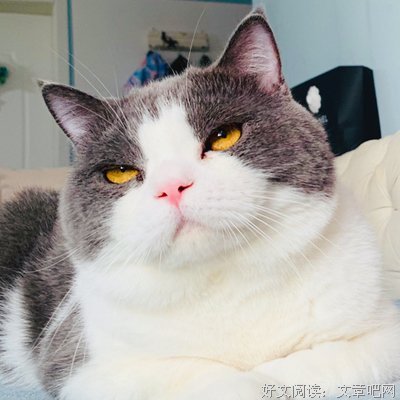 夜北--绝医经典的句子