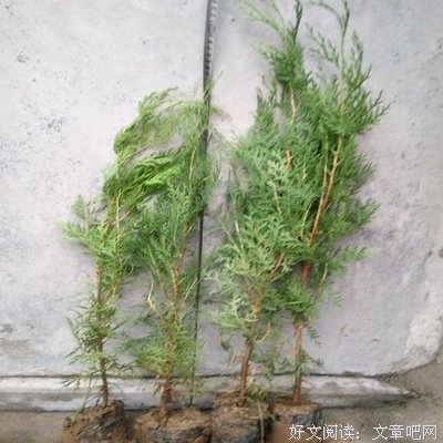关于无一例外的语句