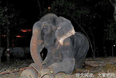 大象的眼泪读后感100字