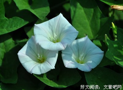 《牵牛花》经典观后感集