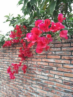 《红杏出墙》经典影评集