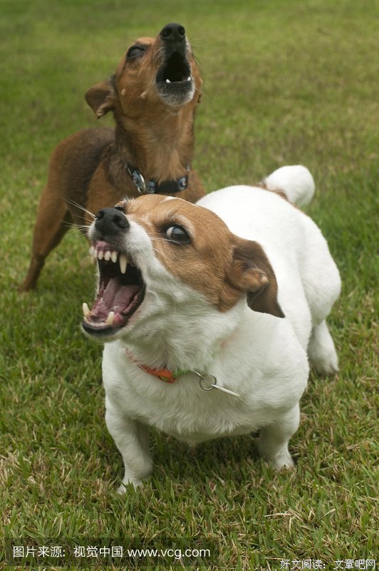 《狂犬病》的影评大全