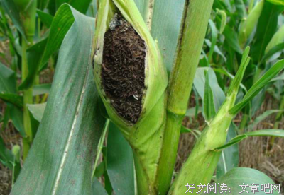 《馒头遇上种子》好段摘抄