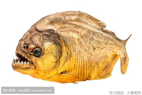 《食人鱼》影评摘抄