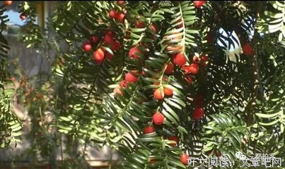 柯紫杉的名句