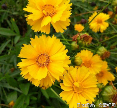 最全的《偷偷喜欢那开小》经典名句