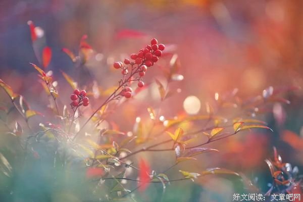 秋尽繁色褪，冬雪物华休