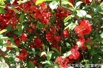 关于不谙世事的格言
