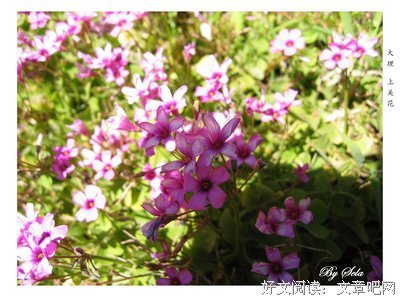 木槿花西月锦绣1读后感摘抄