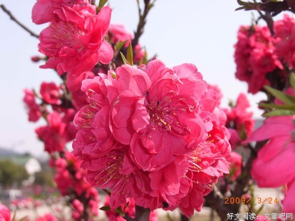 春暖时节优美的句子