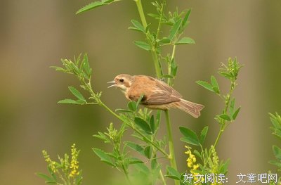 晨起雀鸣经典的句子