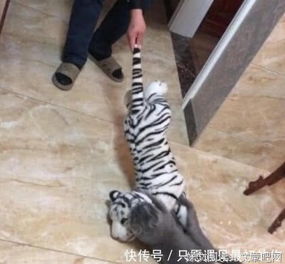 《只有我没有猫》经典影评1000字