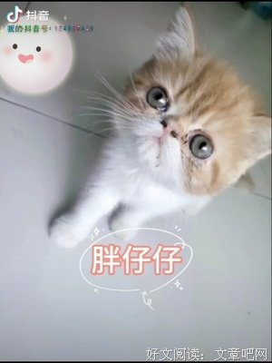 谁的青春不腐朽句子