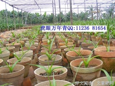 万年配角李成儒，不讲武德