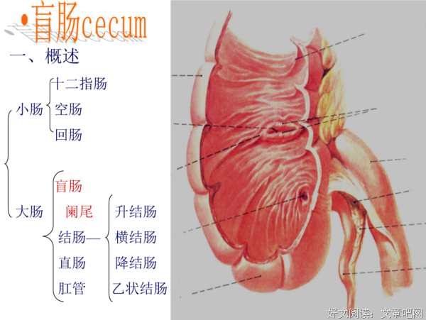 《阑尾》读后感100字