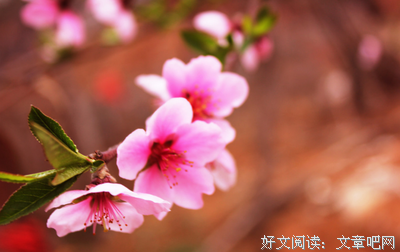 春天来到昙华林读后感100字