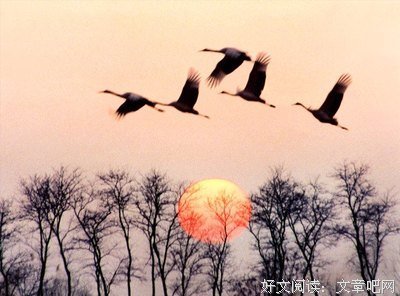 鸿雁南飞的句子