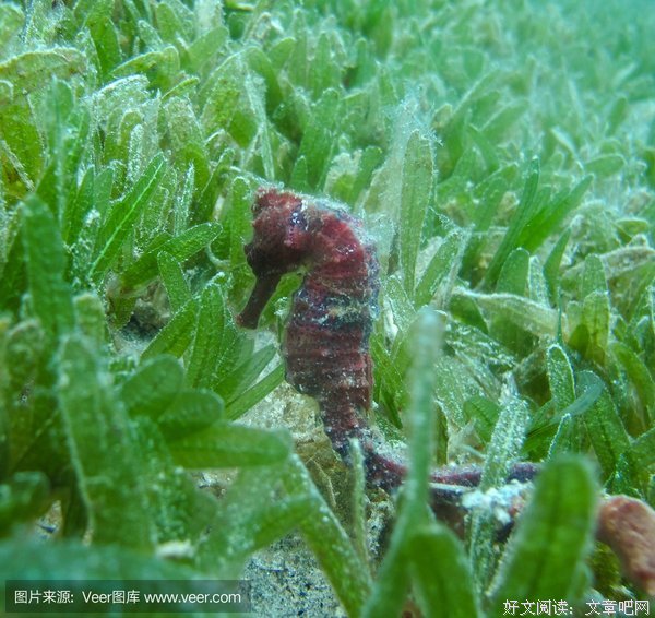《海草》好看吗？经典影评锦集
