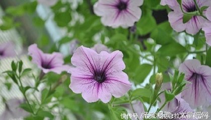 关于微乎其微的语句