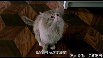 猫：九十九条命读后感100字