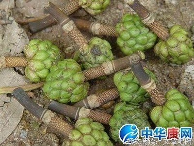 《芙蓉渡》观后感摘抄