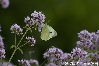人生的方当舞飞扬的优美句子