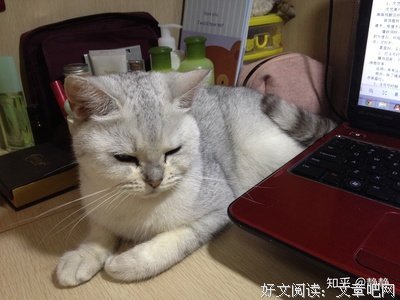 《只有猫知道》影评精选