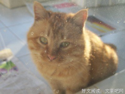 加菲猫句子大全
