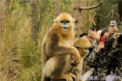 《金丝猴部落》读后感摘抄