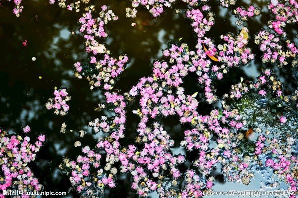 《落花流水》读后感摘抄