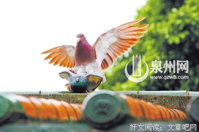 《动物本能》经典观后感有感