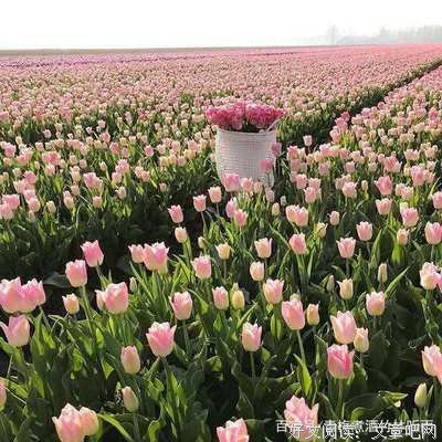 恋当都认眼外都淡淡的涩的优美句子